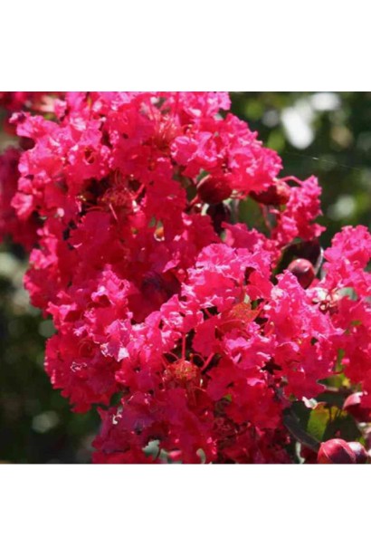 Лагерстремія індійська Петіт Ред квітка